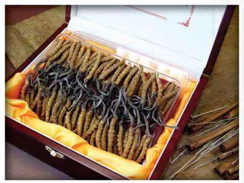 南吕镇冬虫夏草回收